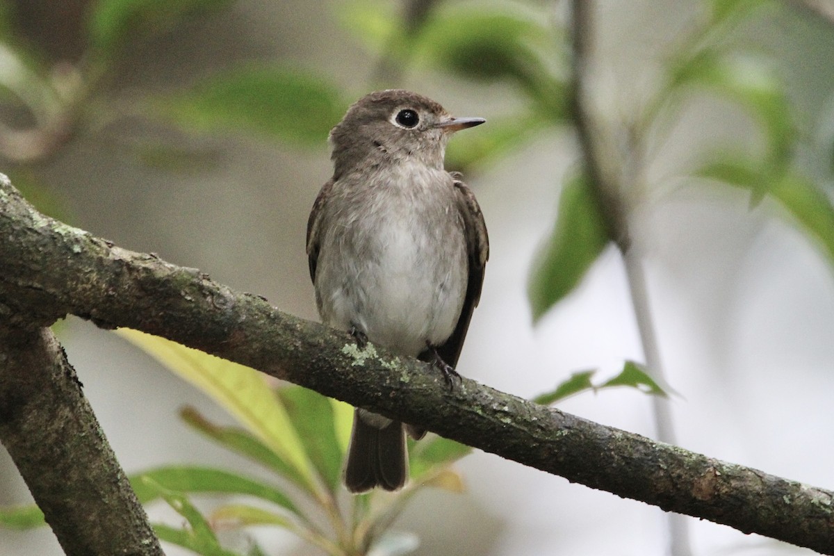 Asian Brown Flycatcher - ML614970223