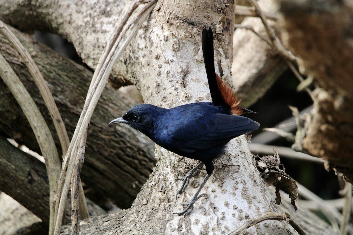 Indian Robin - ML614970229