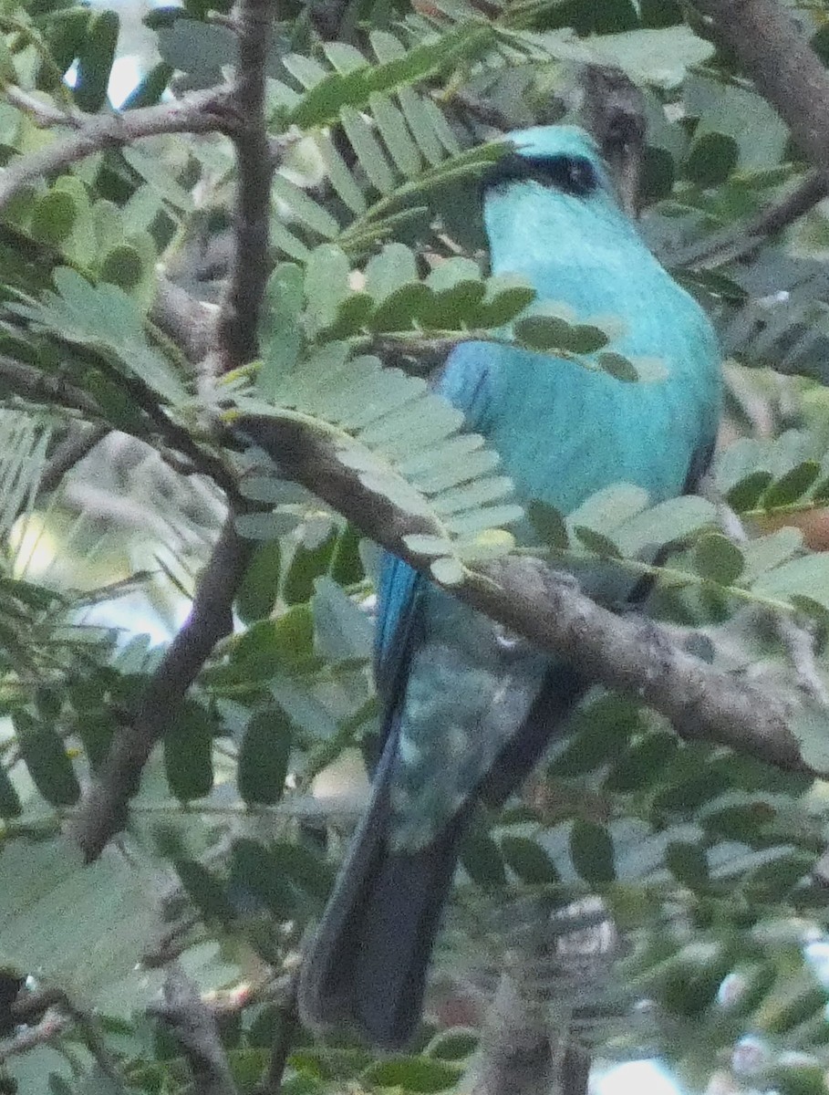 lejsek bleděmodrý - ML614970236