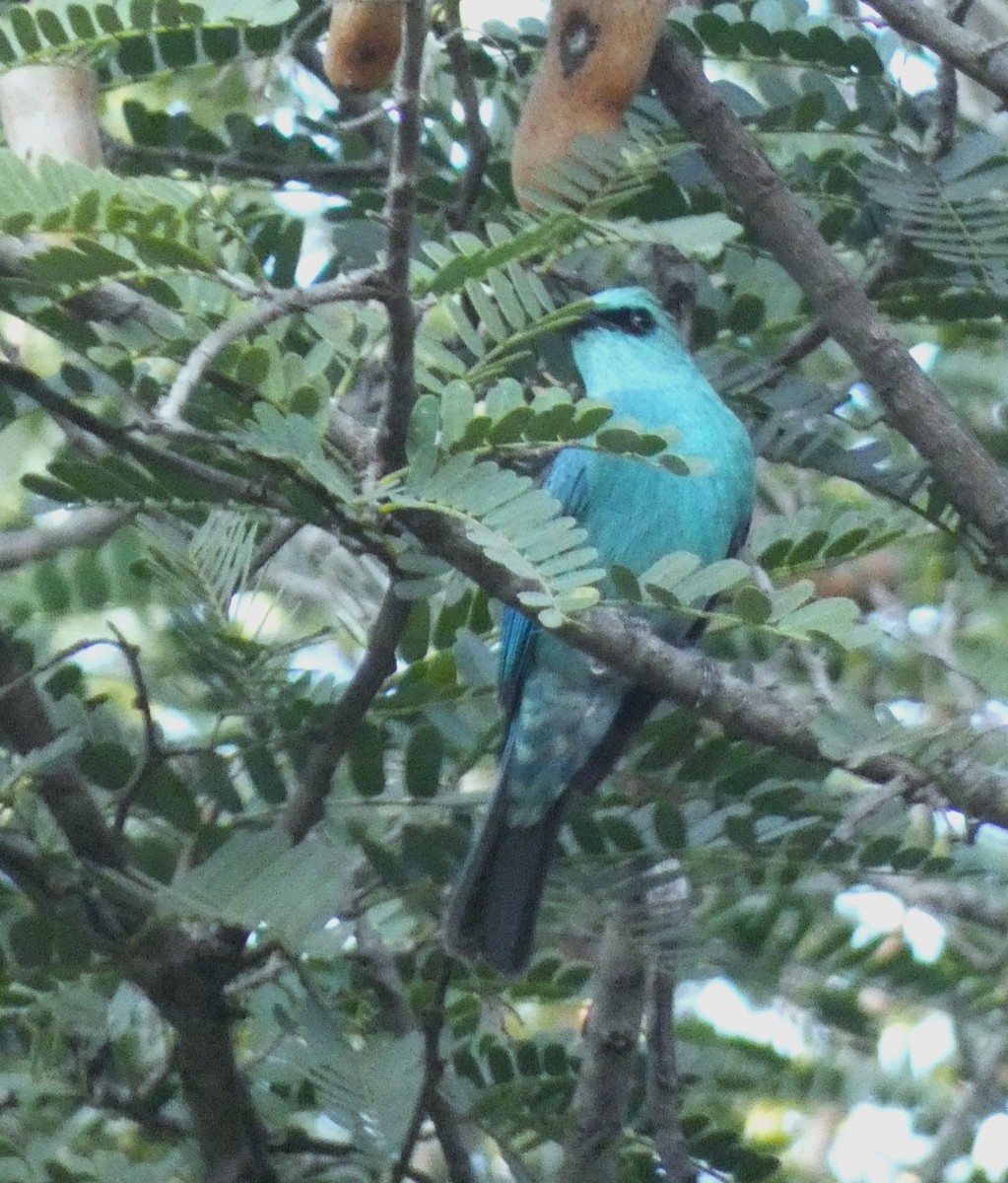 lejsek bleděmodrý - ML614970237