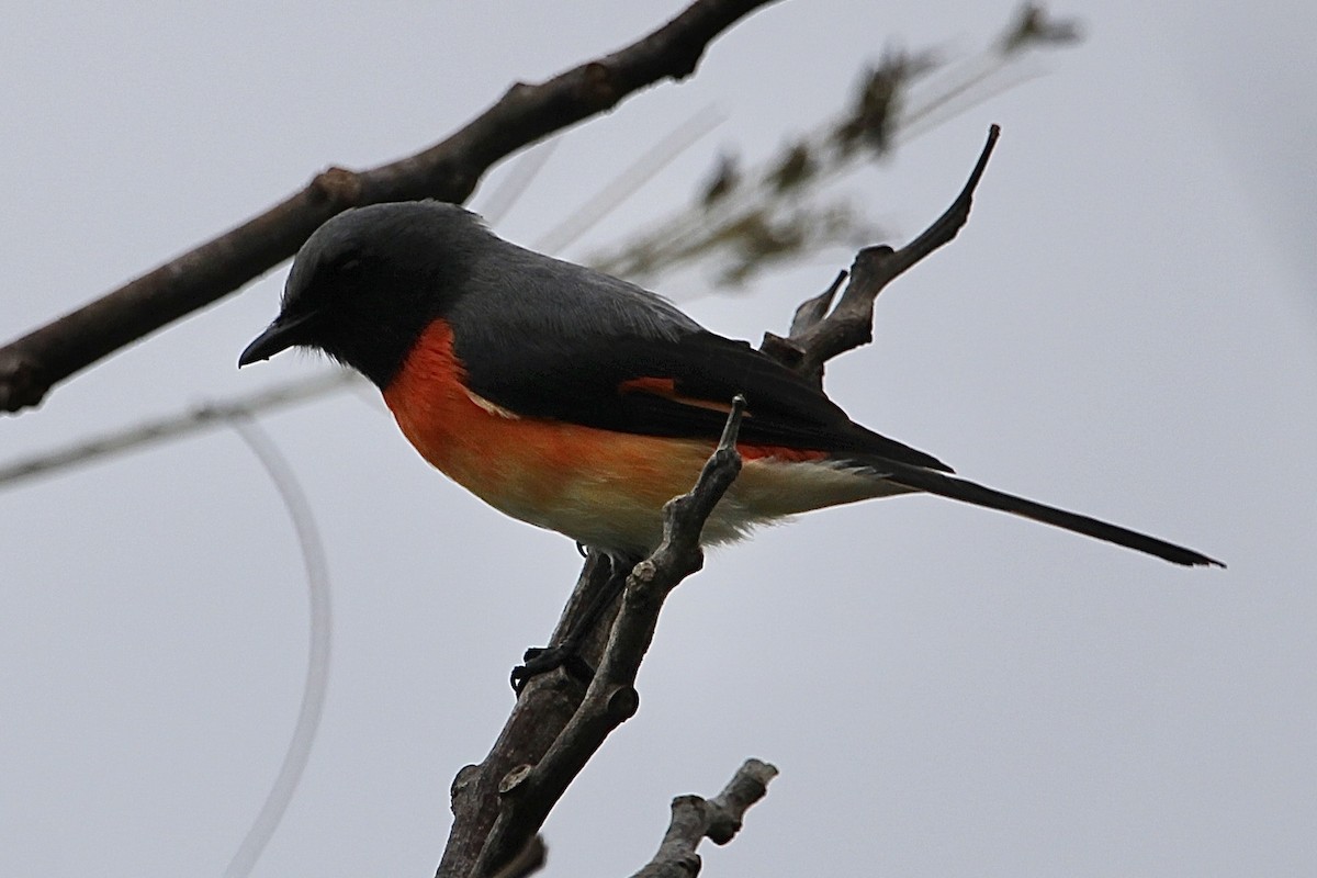 Small Minivet - ML614970249