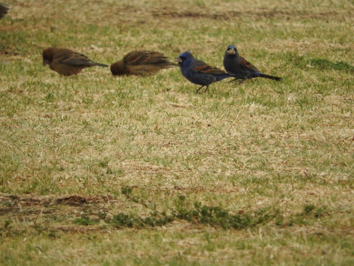 Blue Grosbeak - ML614970262