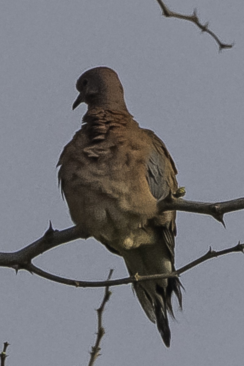 Laughing Dove - ML614970263