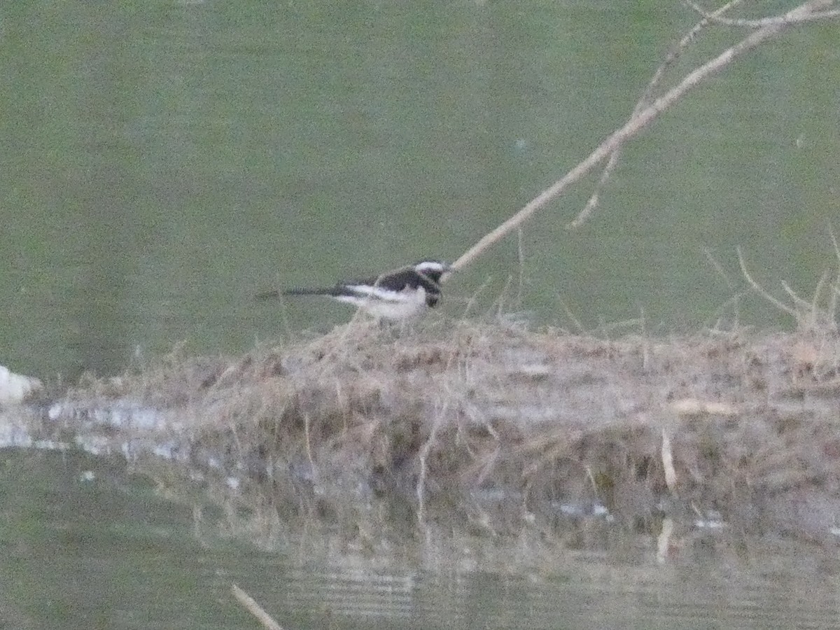 White-browed Wagtail - ML614970264