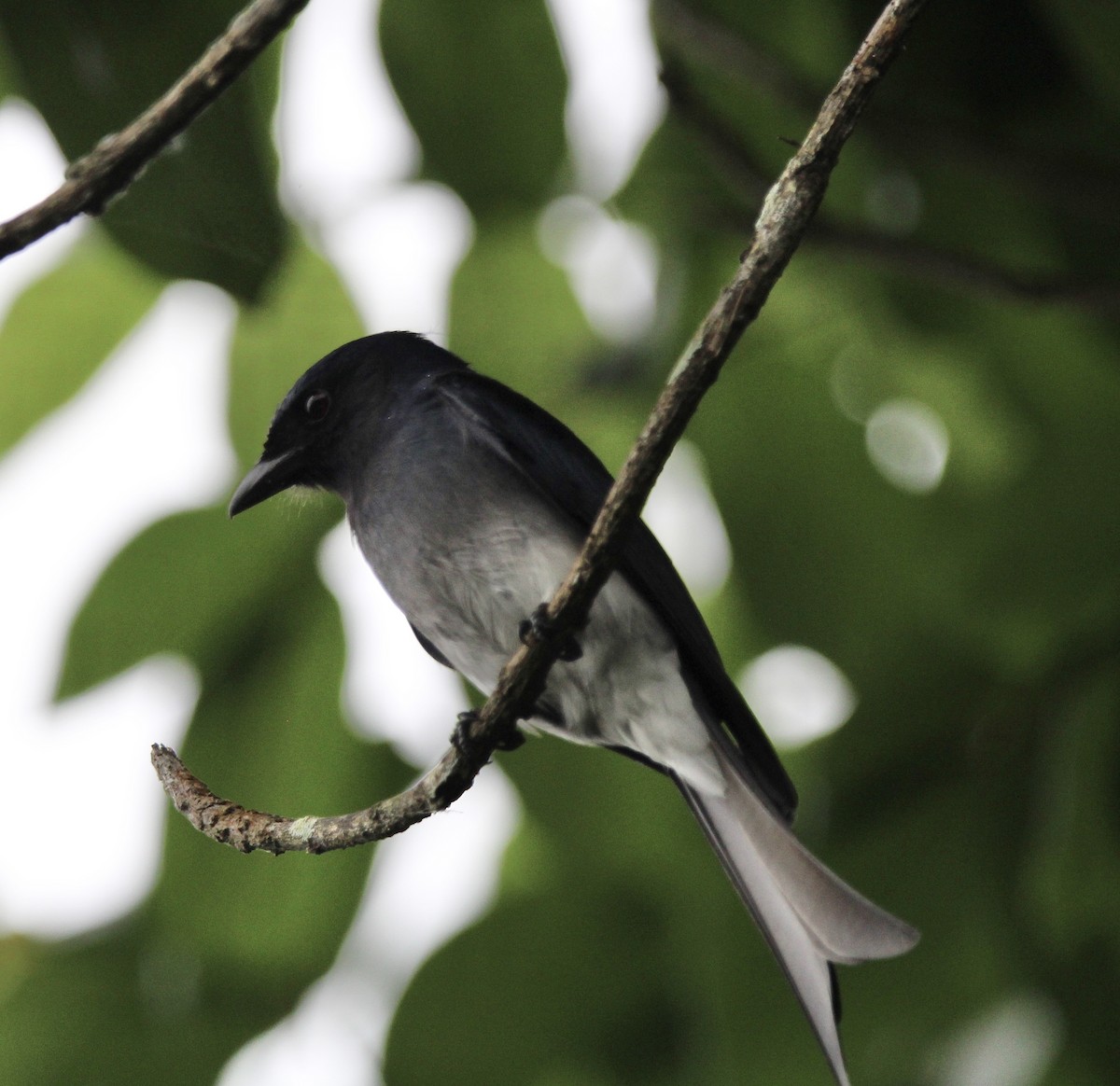 Drongo à ventre blanc - ML614970267