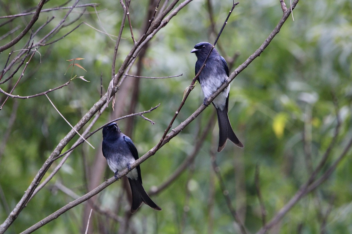 White-bellied Drongo - ML614970268