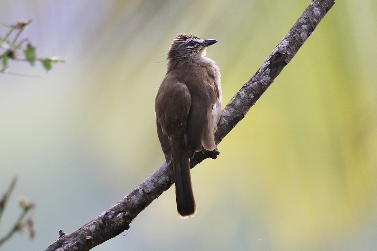 Bulbul à sourcils blancs - ML614970316