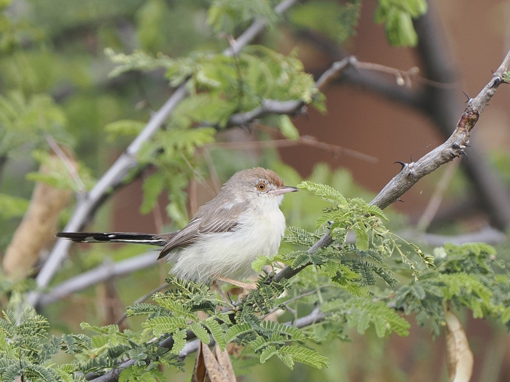 Red-fronted Prinia - ML614970326