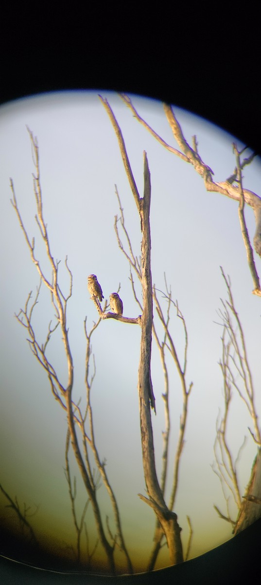 Spotted Owlet - ML614970353