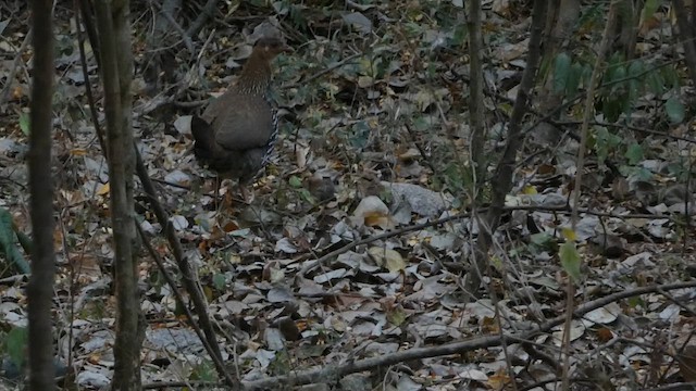 Gallo Gris - ML614970357