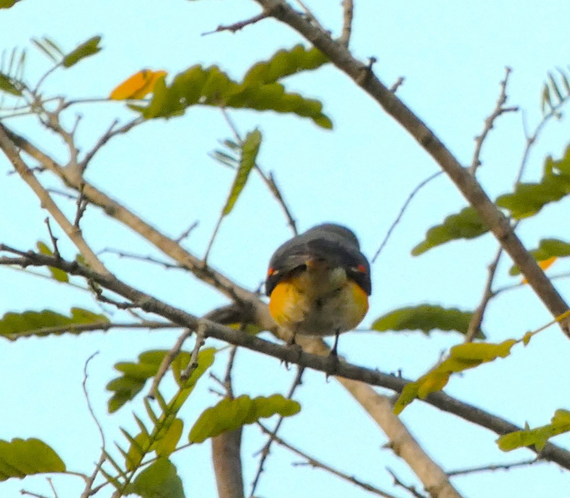 Small Minivet - ML614970417