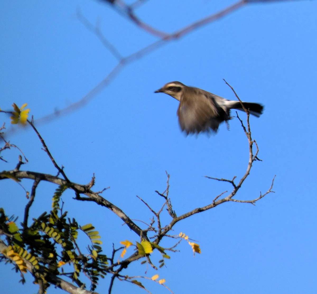 Common Woodshrike - ML614970434