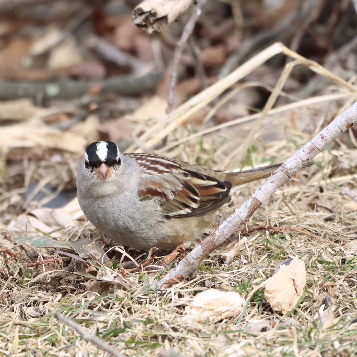 White-crowned Sparrow - ML614970469