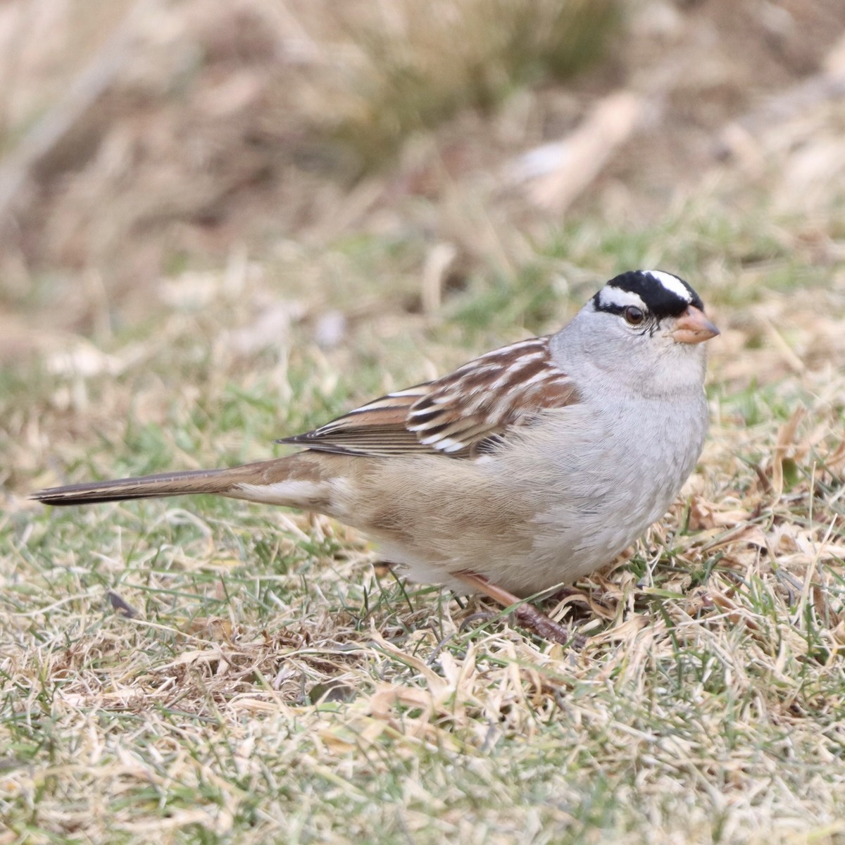 White-crowned Sparrow - ML614970470