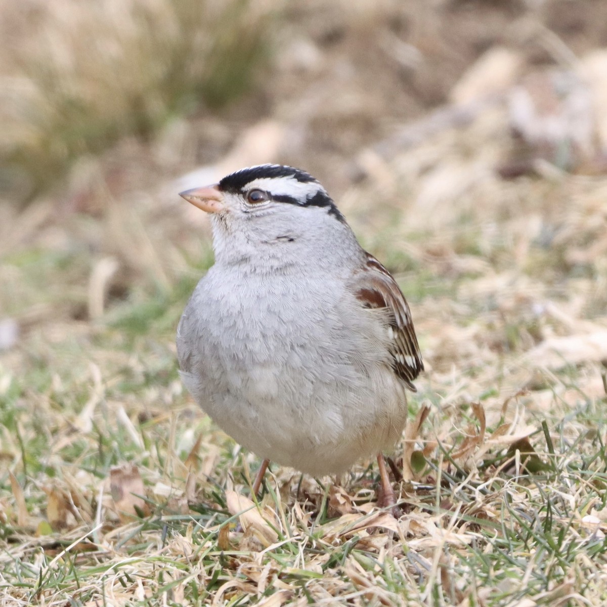 White-crowned Sparrow - ML614970471