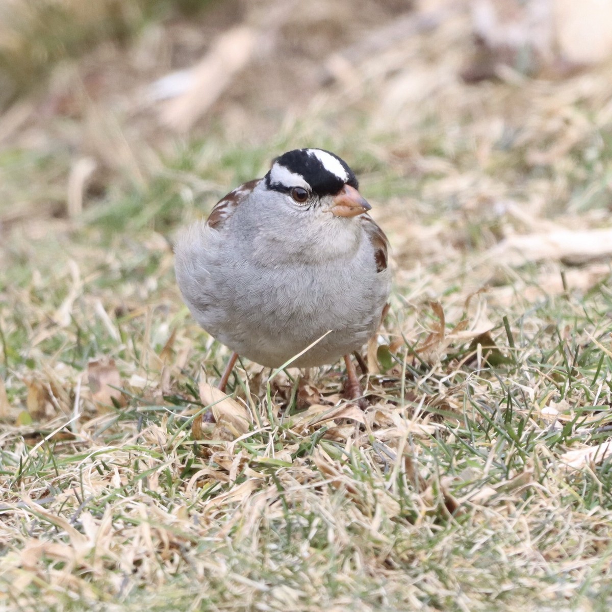 White-crowned Sparrow - ML614970472
