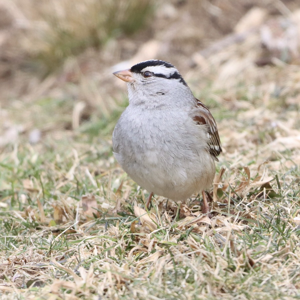 White-crowned Sparrow - ML614970473