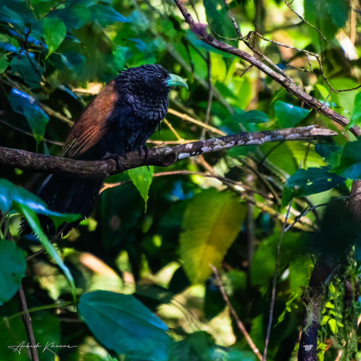 Green-billed Coucal - ML614970575