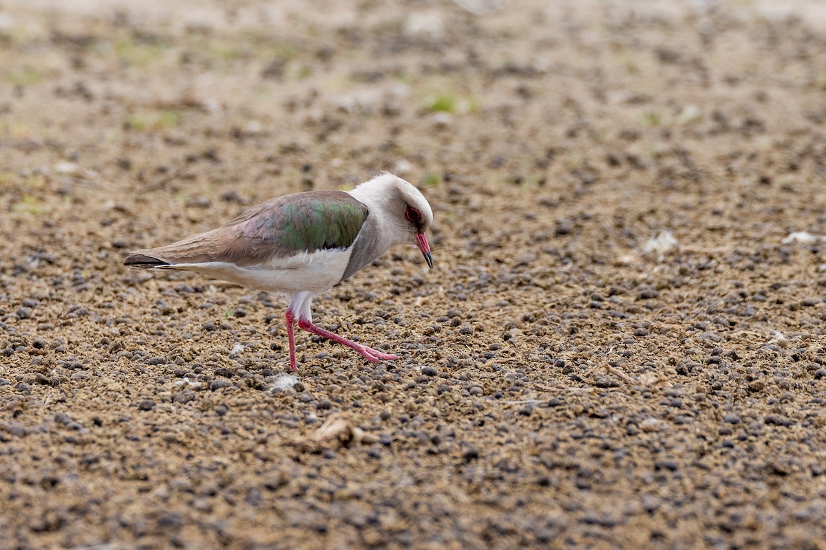 Andean Lapwing - ML614970622