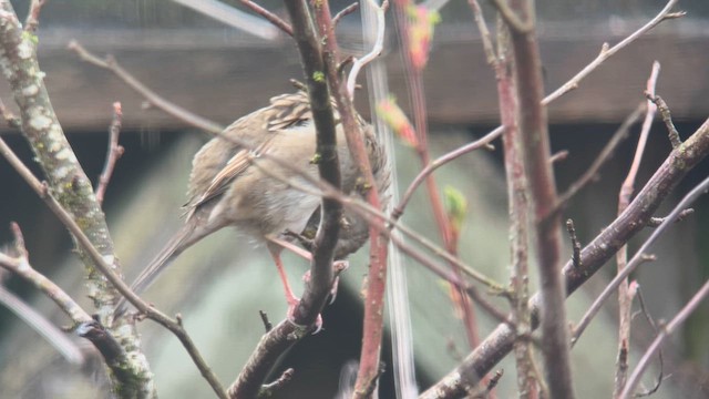 Bruant à couronne dorée - ML614970684