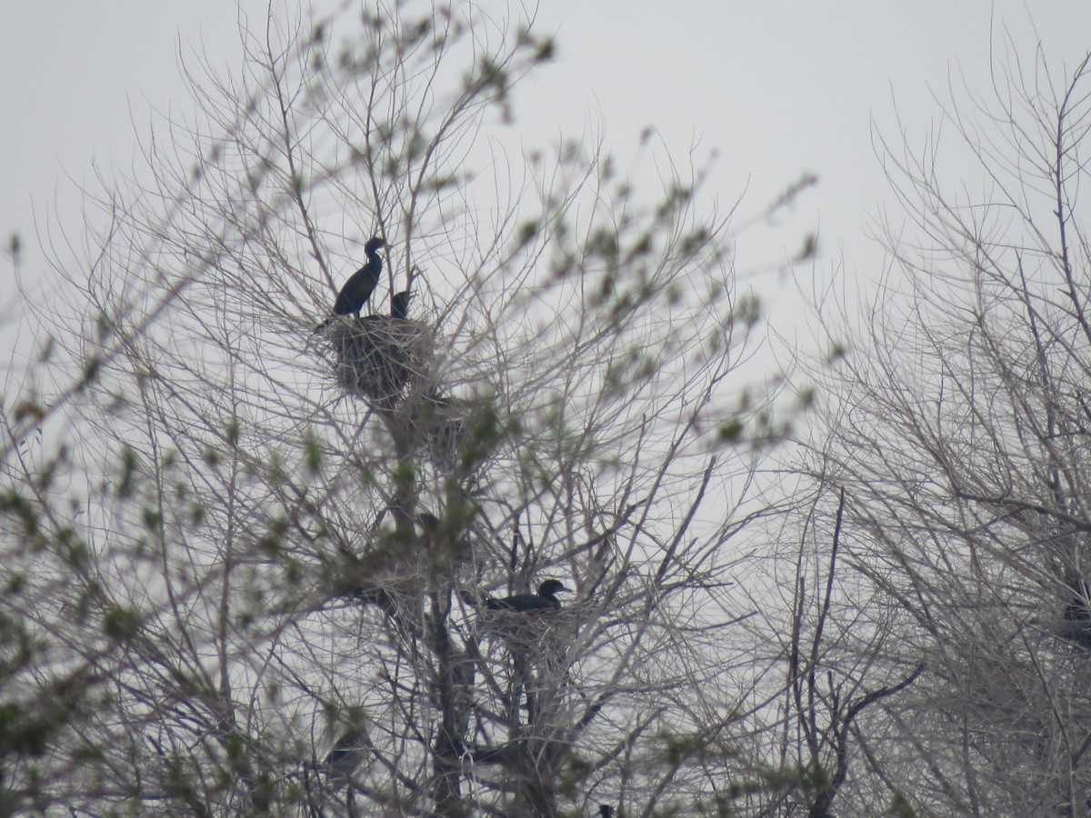 Cormoran à aigrettes - ML614970804