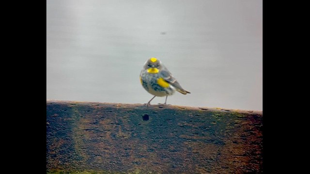 Paruline à croupion jaune (auduboni) - ML614970841