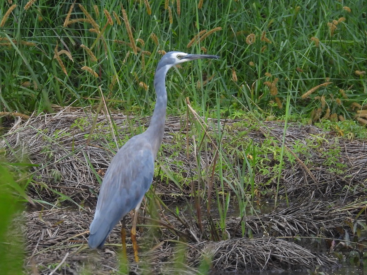 White-faced Heron - ML614970862