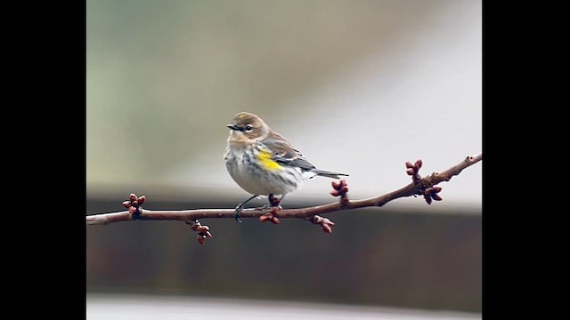 Yellow-rumped Warbler (Myrtle) - ML614970874