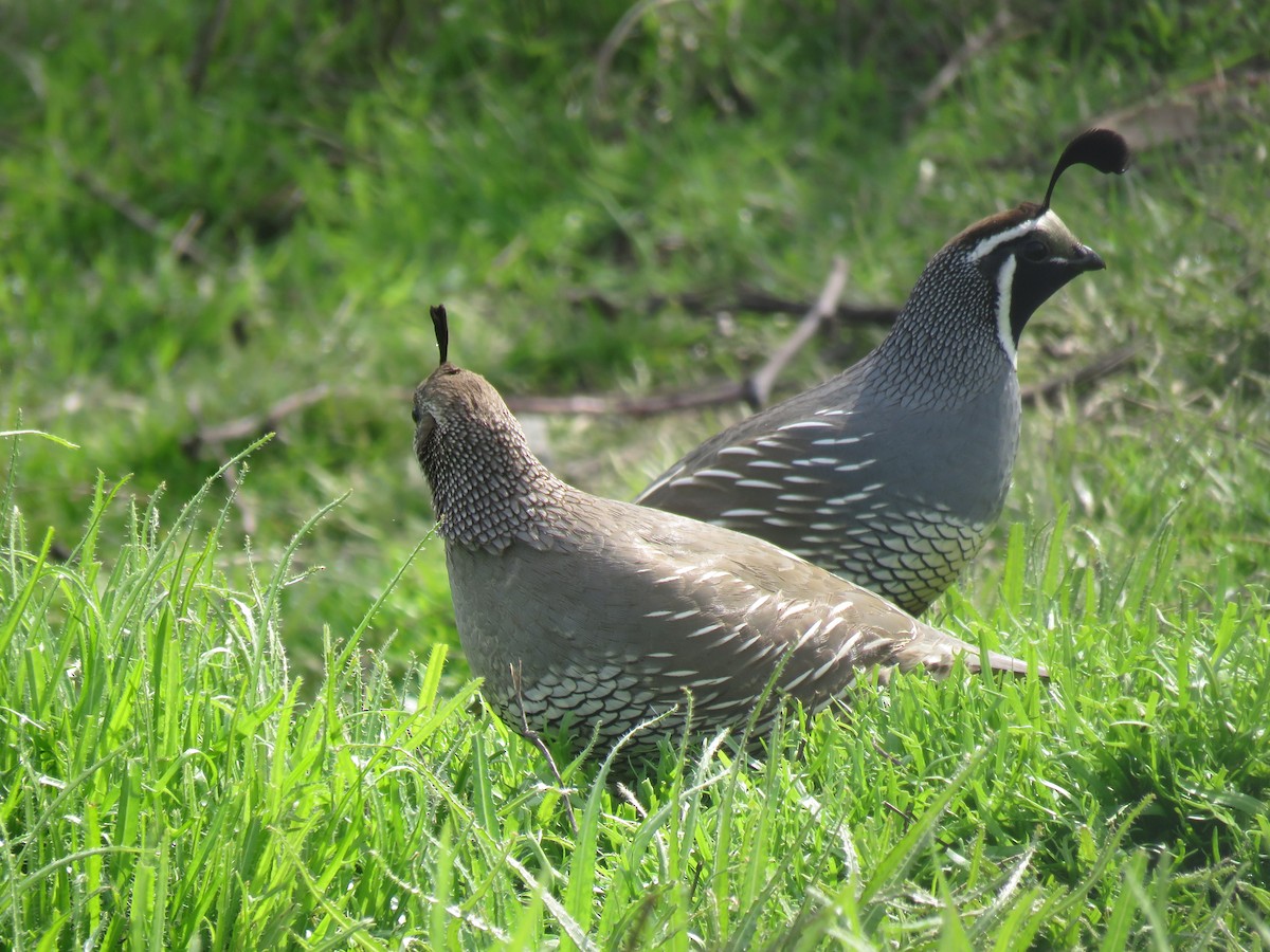 California Quail - ML614970941