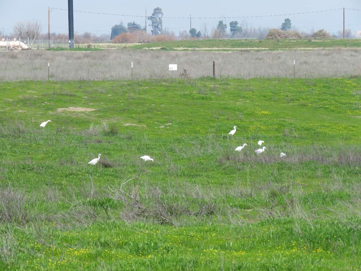 Western Cattle-Egret - ML614970944