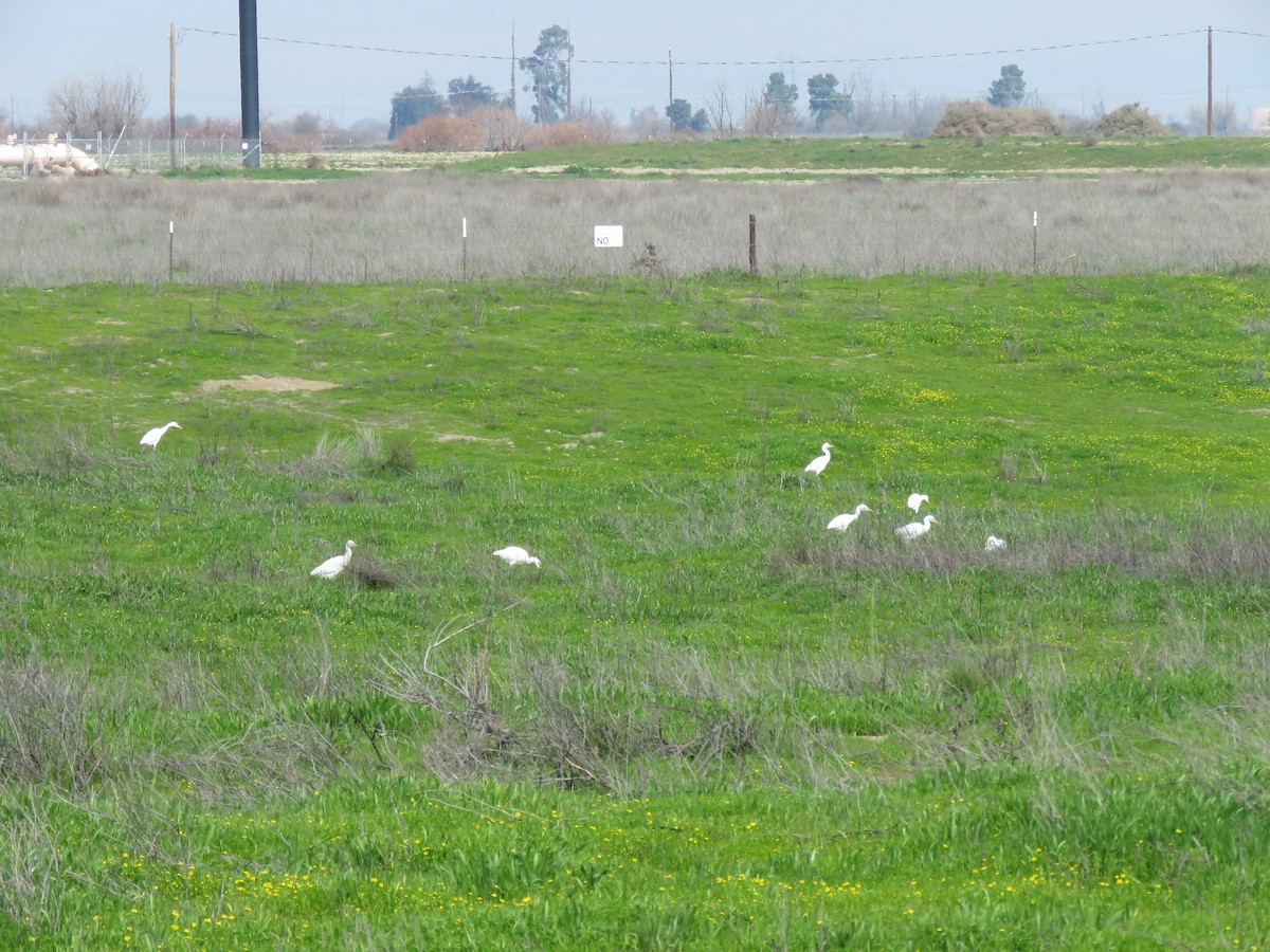 Western Cattle Egret - ML614970944