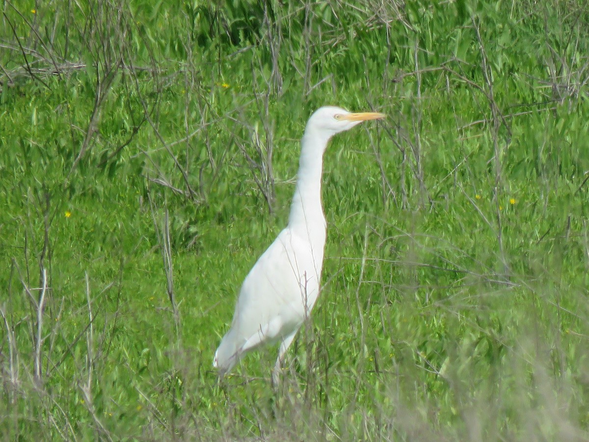 Western Cattle-Egret - ML614970964
