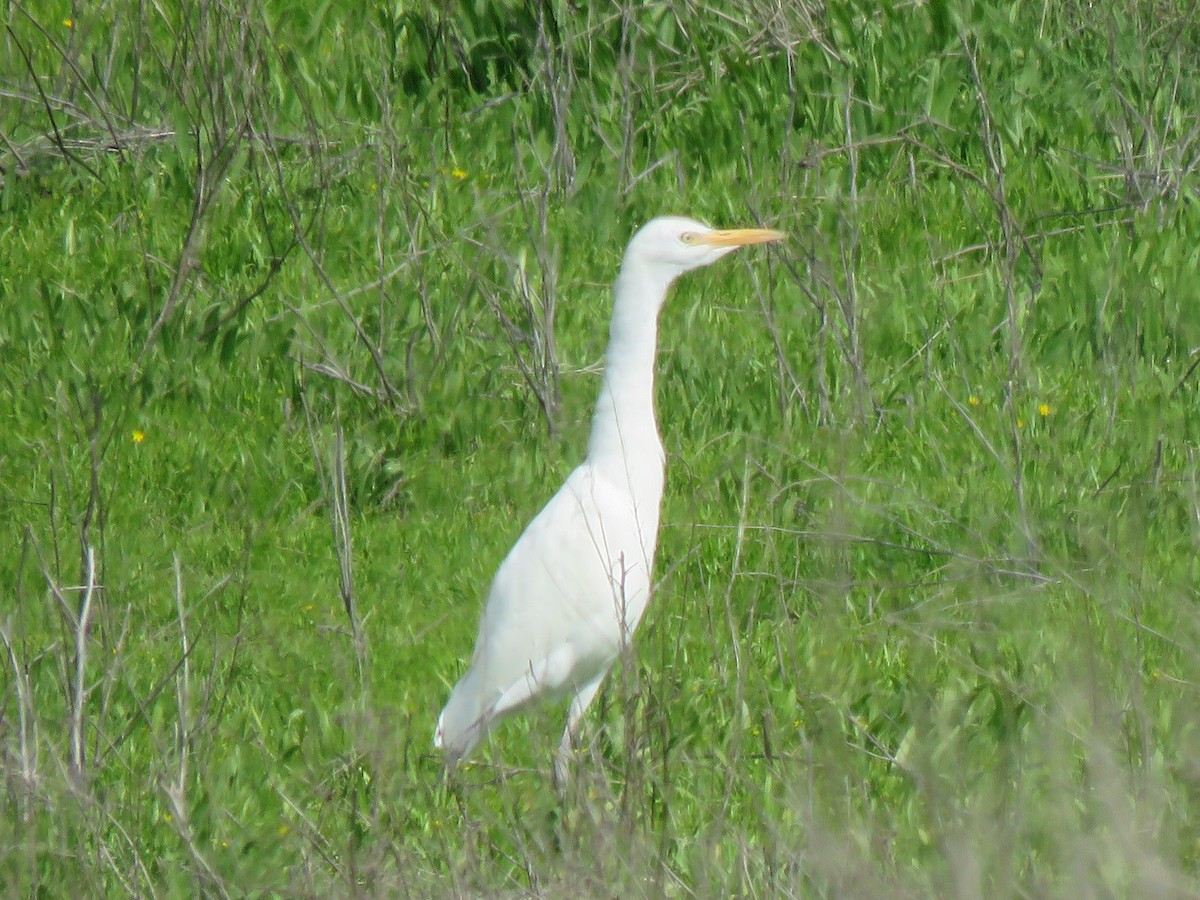 Western Cattle Egret - ML614970964