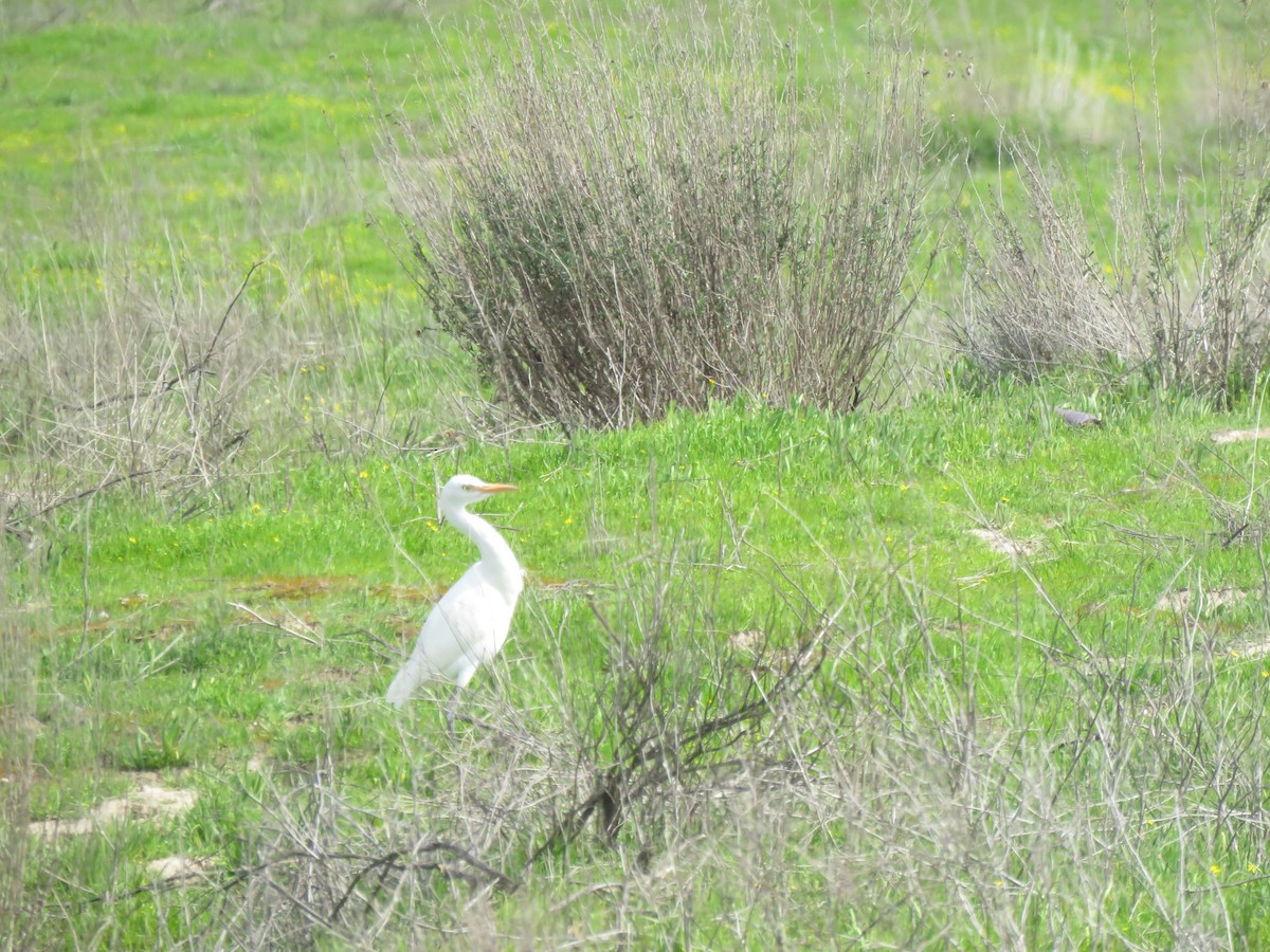 Western Cattle Egret - Sue Henry