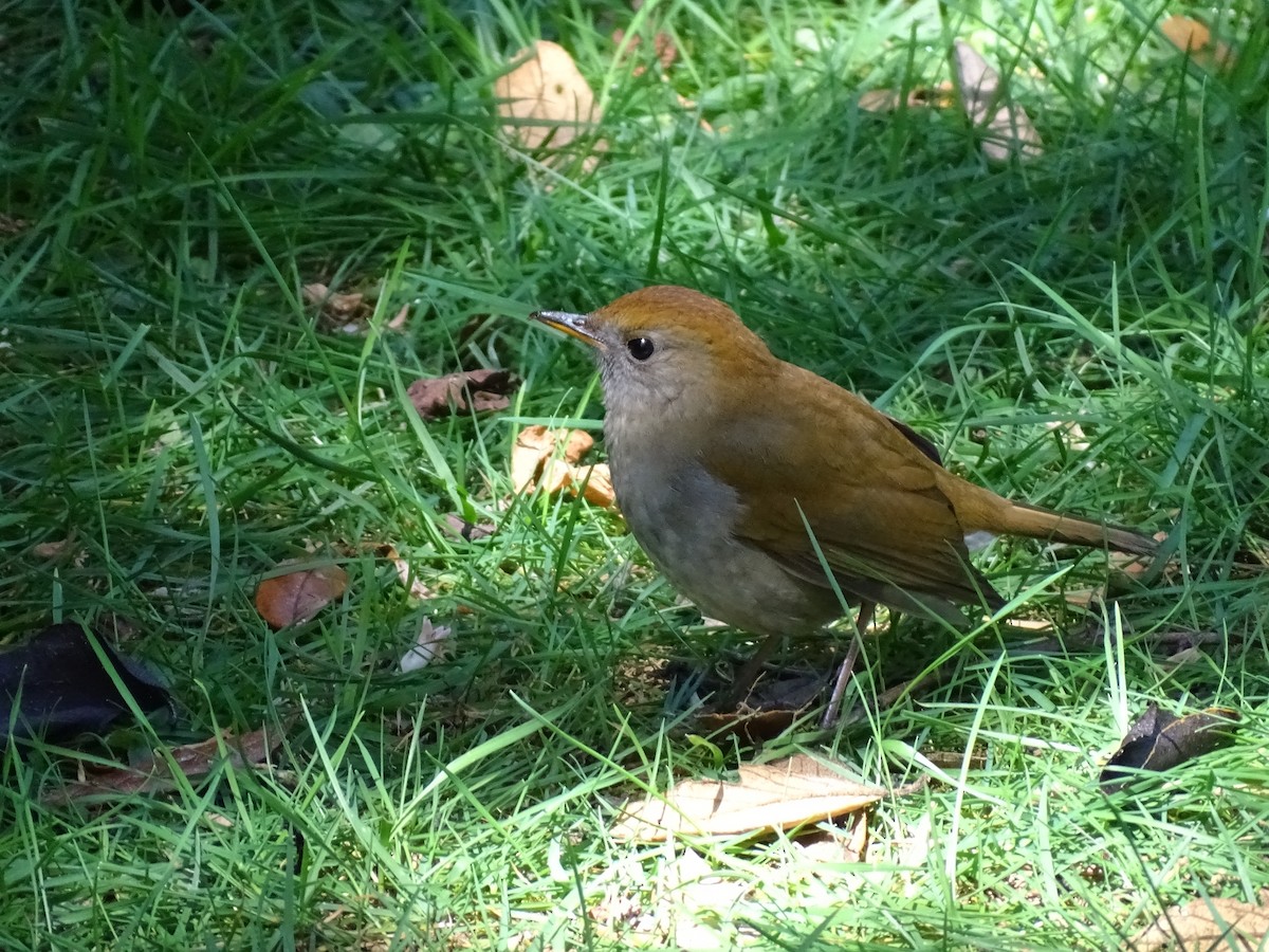 Ruddy-capped Nightingale-Thrush - ML614971003