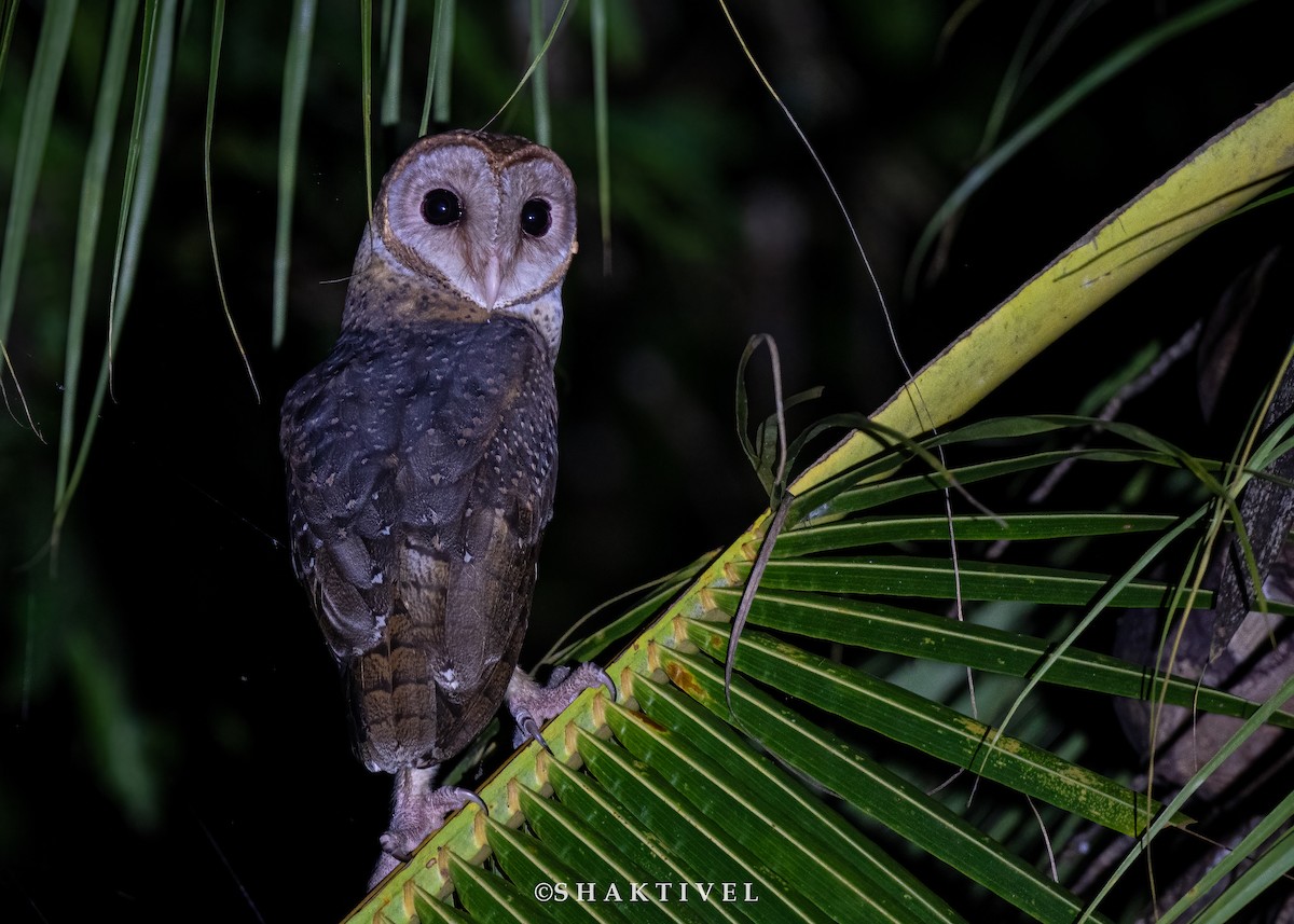 Andaman Masked-Owl - ML614971060