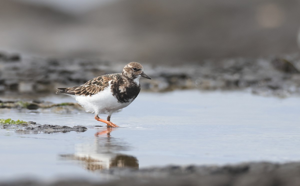 Ruddy Turnstone - Andy Gee