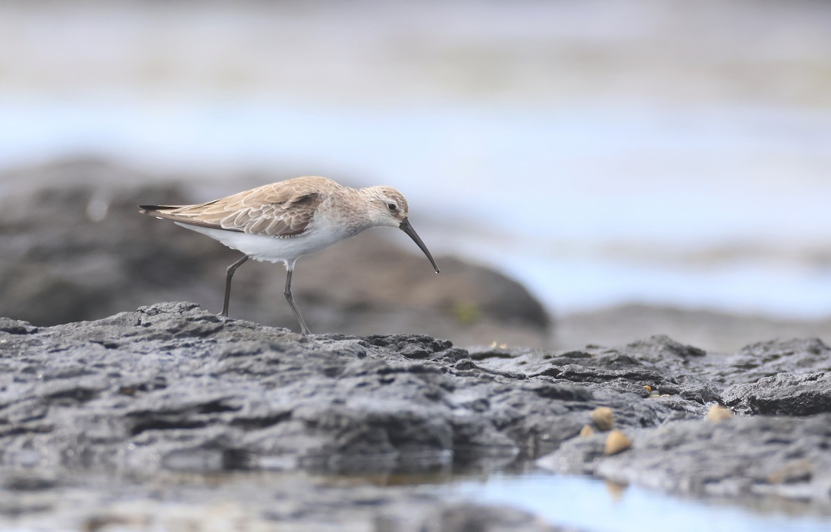 Curlew Sandpiper - Andy Gee