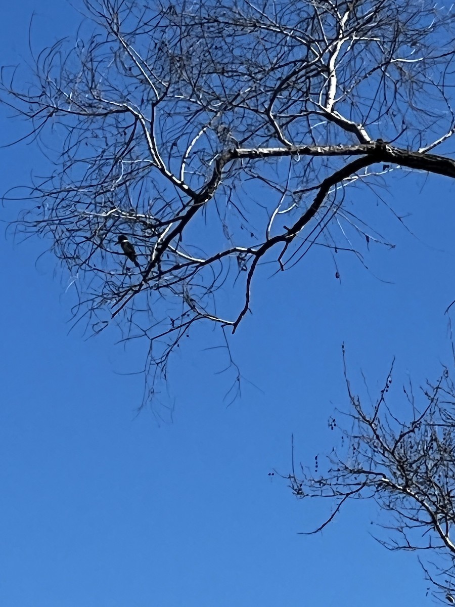 Belted Kingfisher - ML614971099