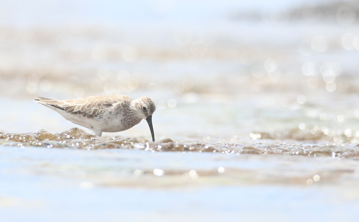 Curlew Sandpiper - Andy Gee