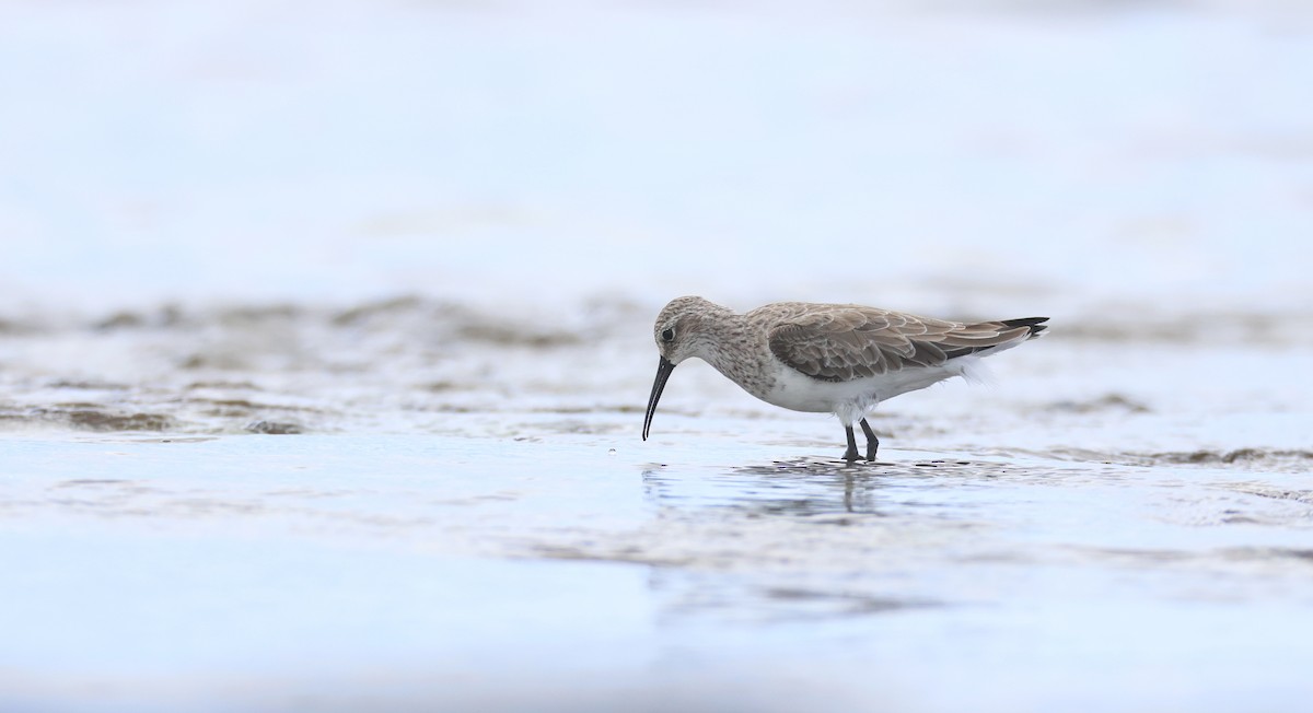 Curlew Sandpiper - Andy Gee