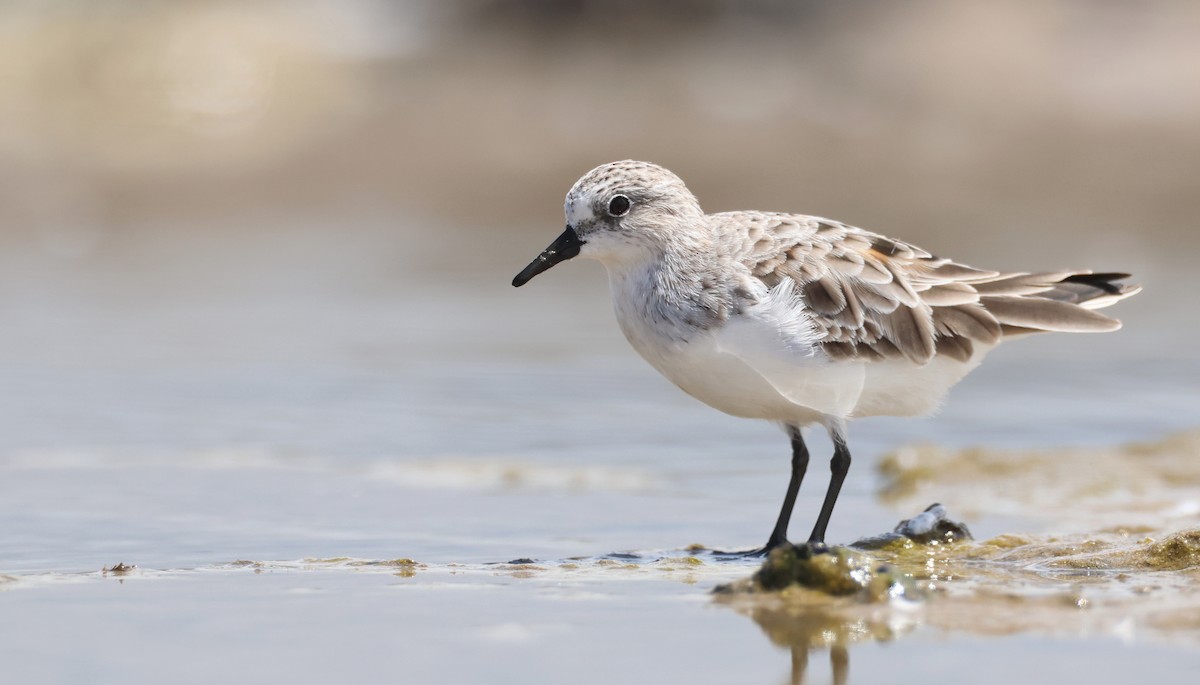 Red-necked Stint - Andy Gee