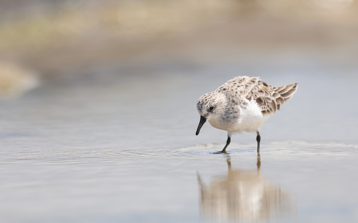 Red-necked Stint - Andy Gee