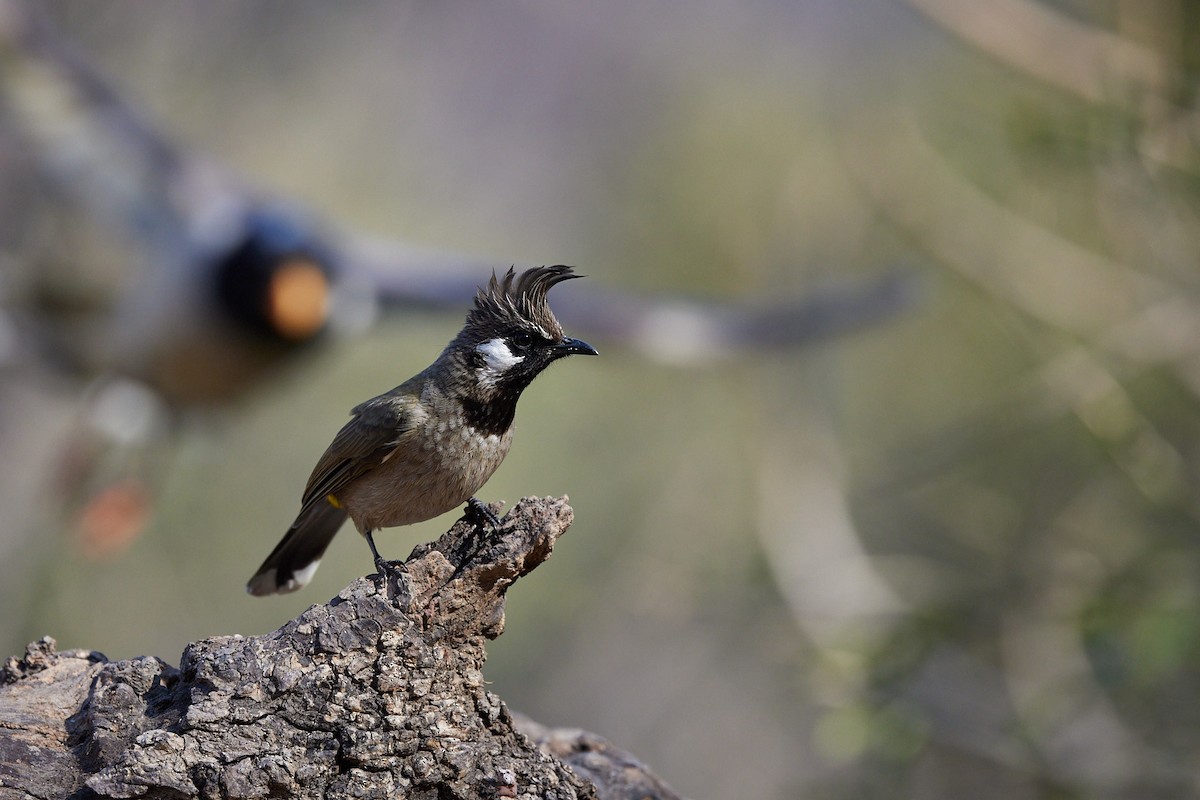 Bulbul à joues blanches - ML614971113