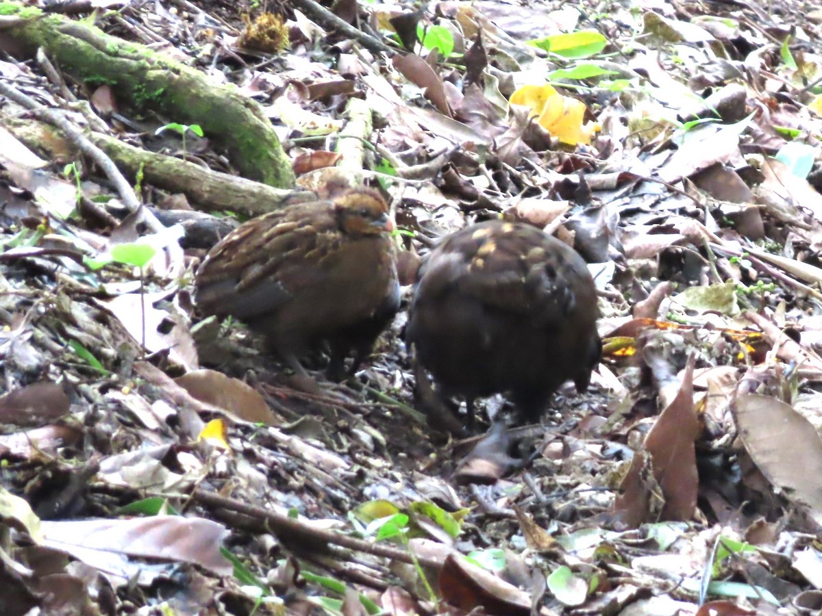 Black-breasted Wood-Quail - ML614971146