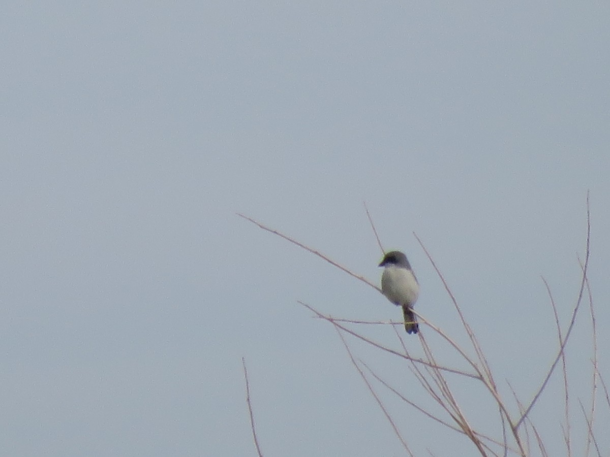 Loggerhead Shrike - Sue Henry