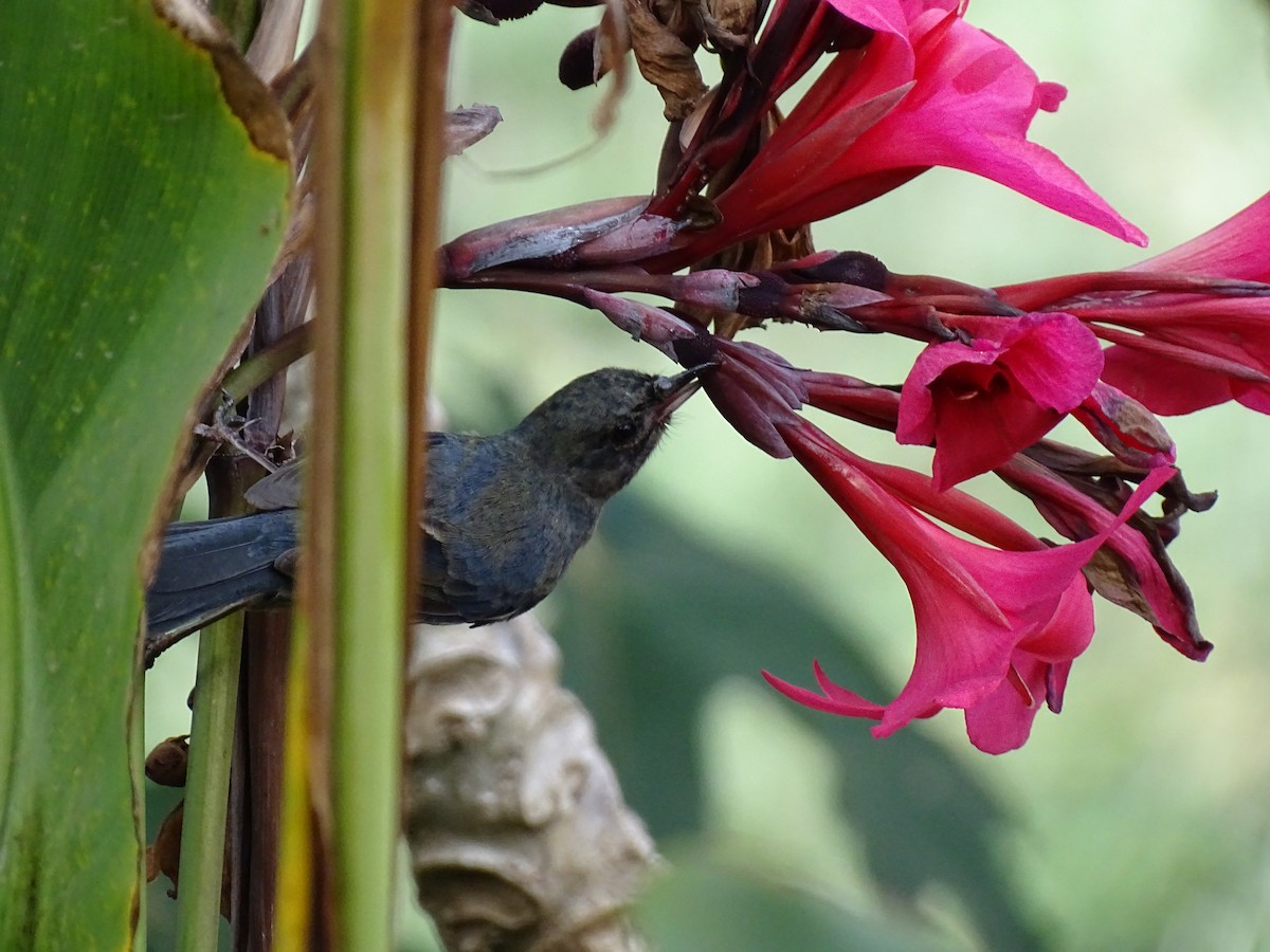 Slaty Flowerpiercer - John Maniscalco