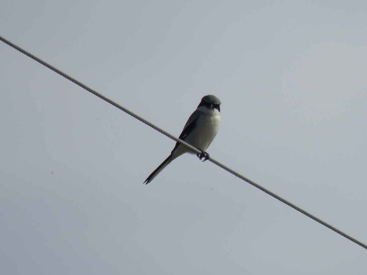 Loggerhead Shrike - ML614971232