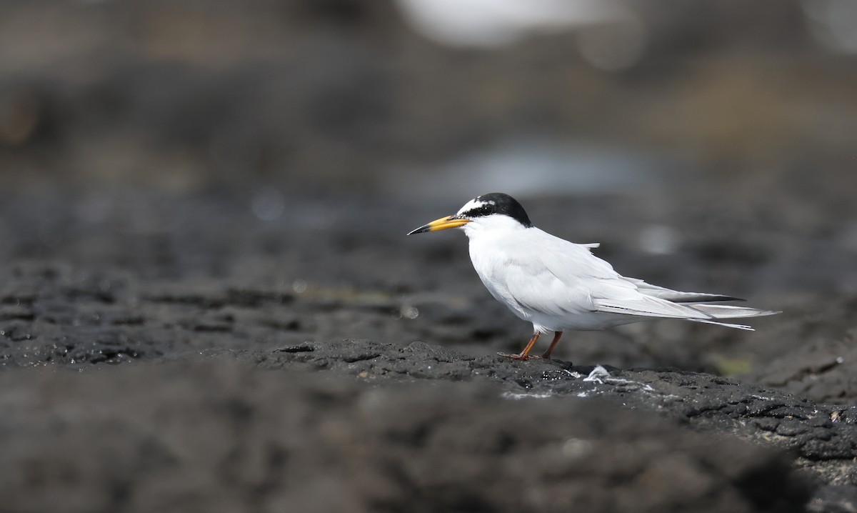 Little Tern - Andy Gee