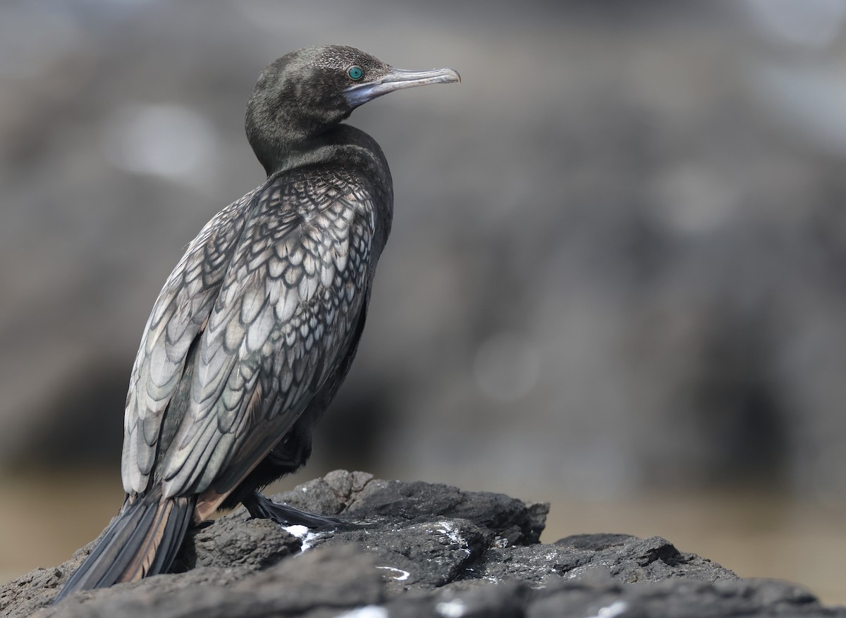 Little Black Cormorant - ML614971318
